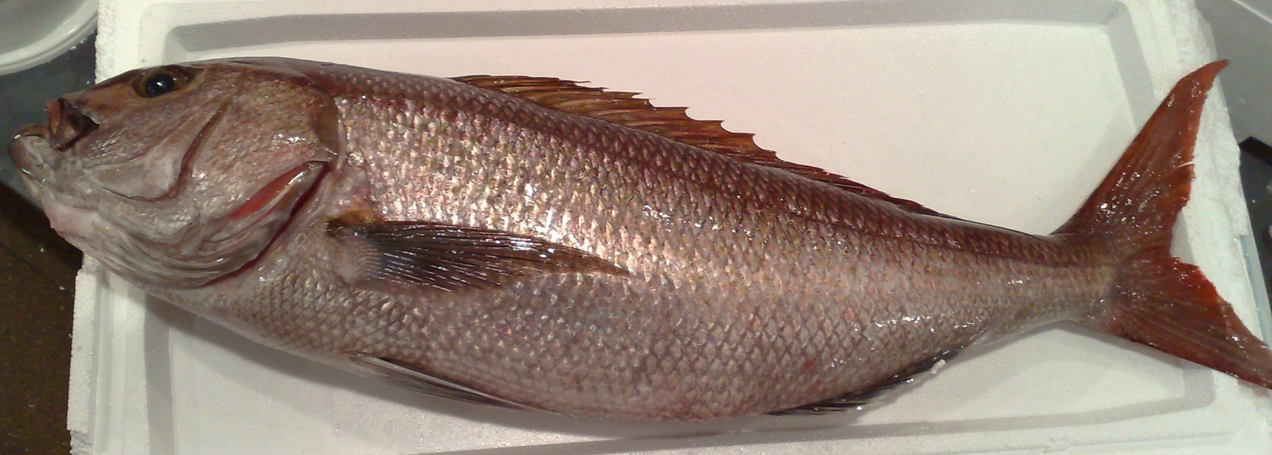 Pristipomoides multidens (Day, 1871)